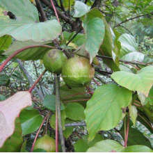 Tungölbaum und Polyurethanboden